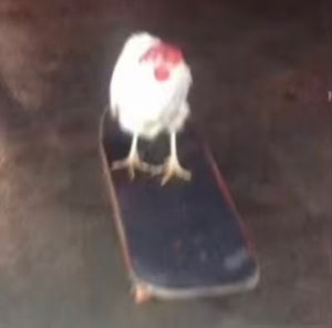 Meet your Posher, Donna